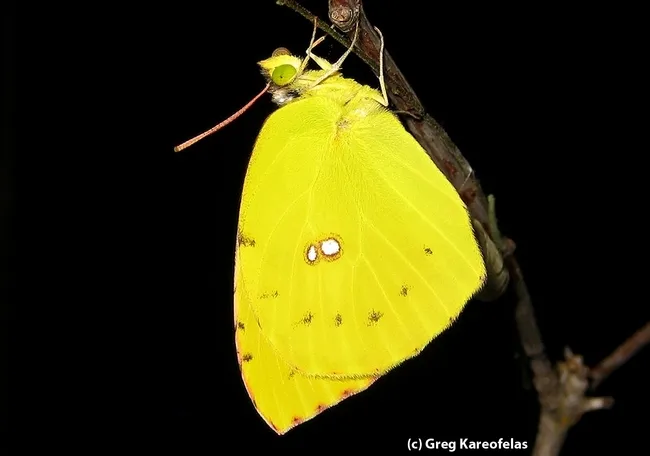Newly emerged female California dogface butterfly. (Photo by Greg Kareofelas)