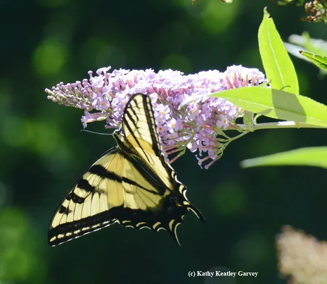 Showing her true colors: the Western tiger swallowtail (Papilio rutulus). (Photo by Kathy Keatley Garvey)