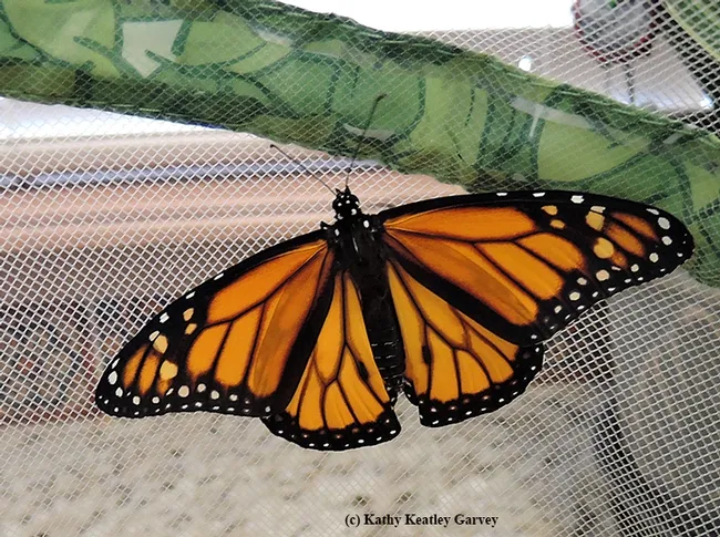 The first male monarch of the season, ready to be released. (Photo by Kathy Keatley Garvey)