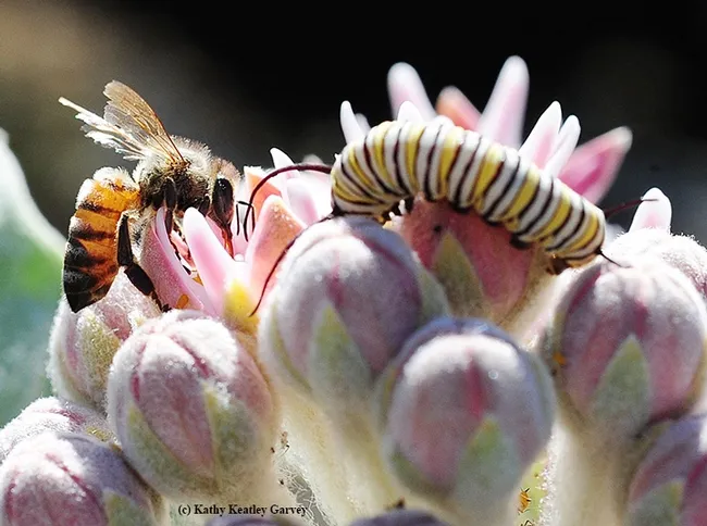 "Well, hello, there!" The antennae of the bee and monarch caterpillar touch. (Photo by Kathy Keatley Garvey)
