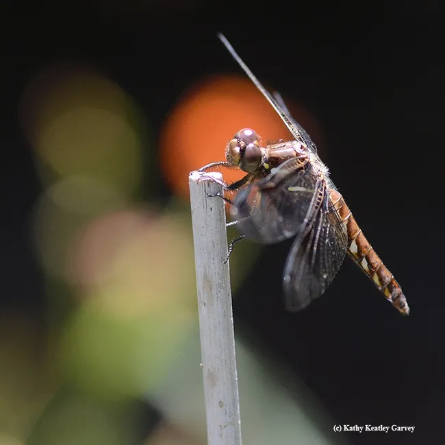 With an orange Mexican sunflower (Tithonia) in the background, the common whitetail checks out its surroundings. (Photo by Kathy Keatley Garvey)
