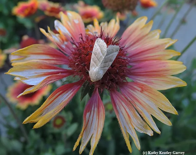 This moth is the Tobacco Budworm (as identified by Lepitopteran Art Shapiro, UC Davis distinguished professor of evolution and ecology) It's shown here on a blanket flower, Gaillardia. Photo by Kathy Keatley Garvey)