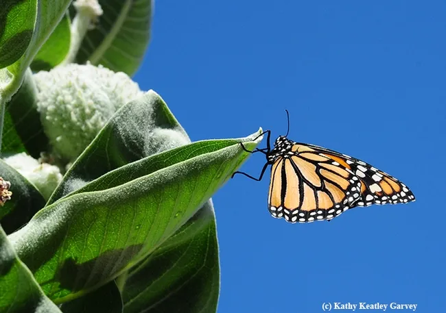 Perfect from this angle! This is her best side, truly. (Photo by Kathy Keatley Garvey)