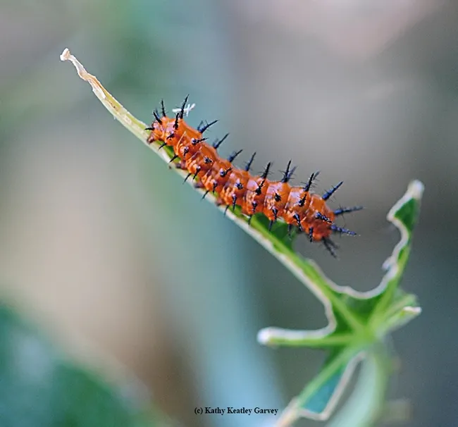 Here we go! Wonder how much food is over there? (Photo by Kathy Keatley Garvey)