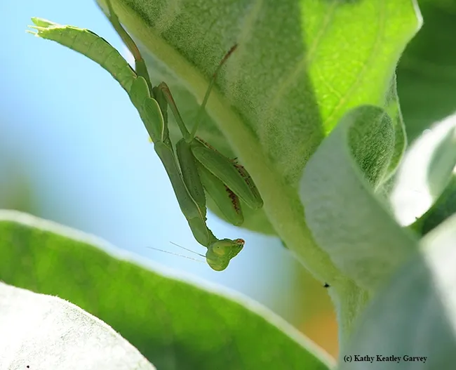 A good spot to hang out. A praying mantis hanging upside down on a milkweed. (Photo by Kathy Keatley Garvey)