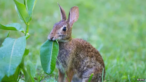 Rabbit eating milkweed