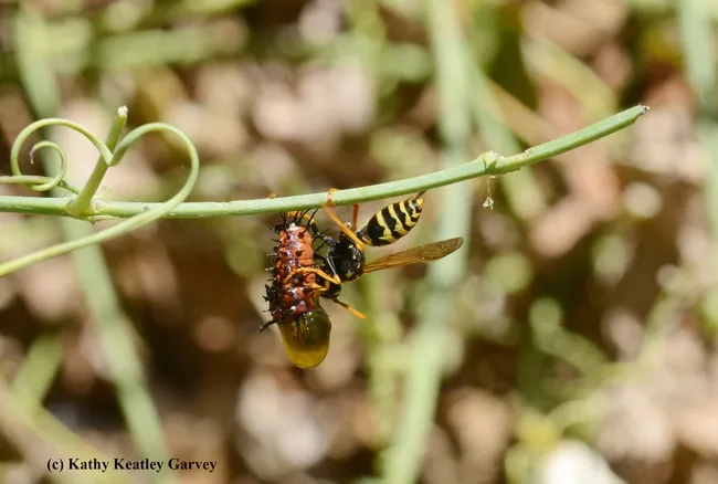 The non-battle is over within seconds,as the wasp shreds the caterpillar. (Photo by Kathy Keatley Garvey)