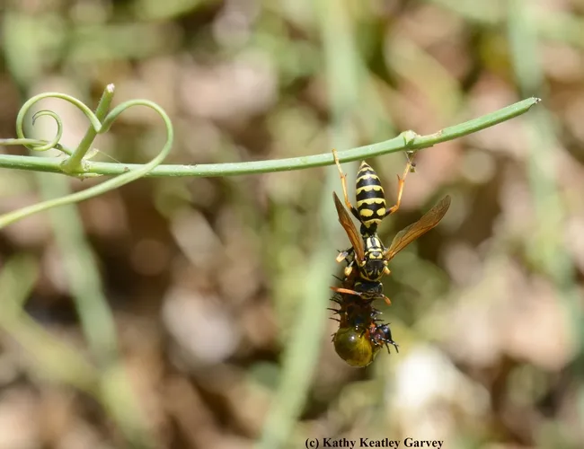 Trapeze style, the predator devours its prey. (Photo by Kathy Keatley Garvey)