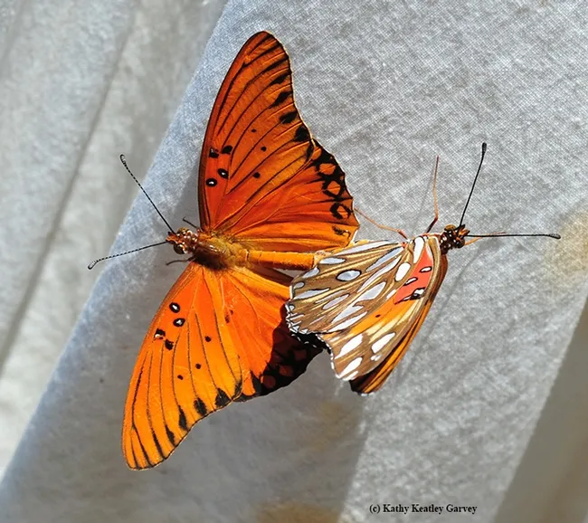 A mating pair of Gulf Fritillaries, Agraulis vanillae. Photo by Kathy Keatley Garvey)