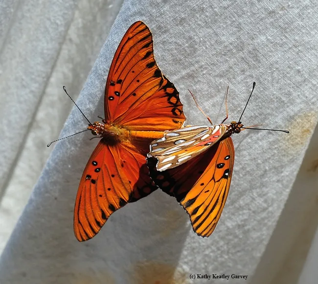 The mating Gulf Frits react to a breeze. (Photo by Kathy Keatley Garvey)