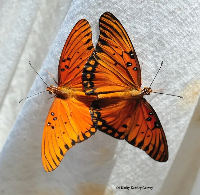 Synchronized Gulf Fritillaries. (Photo by Kathy Keatley Garvey)
