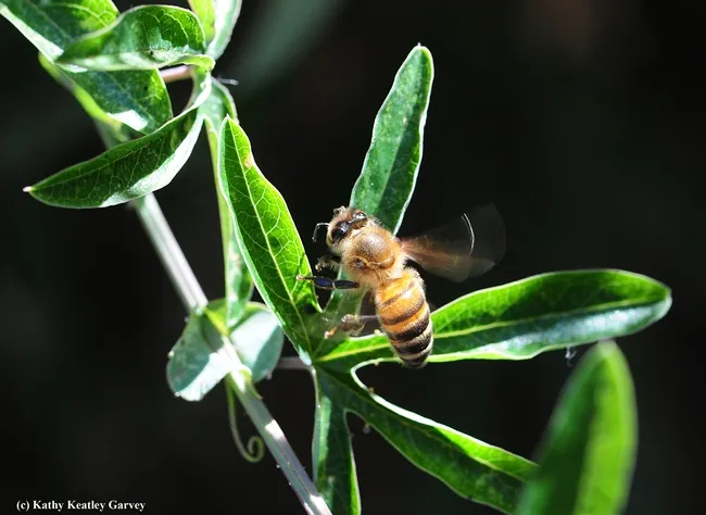 A honey bee heads for a passionflower vine (Passiflora). (Photo by Kathy Keatley Garvey)