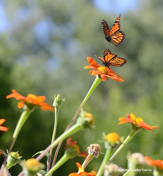 Third in series of four photos: two monarch butterflies interacting in the Tithonia patch. (Photo by Kathy Keatley Garvey)