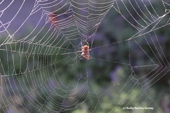 An orb weaver spider with its prey, a honey bee. (Photo by Kathy Keatley Garvey)