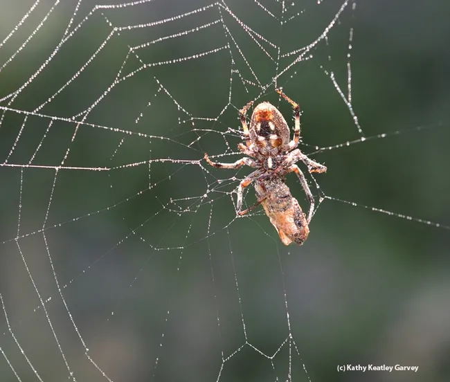 Close-up of the spider and the bee. (Photo by Kathy Keatley Garvey)