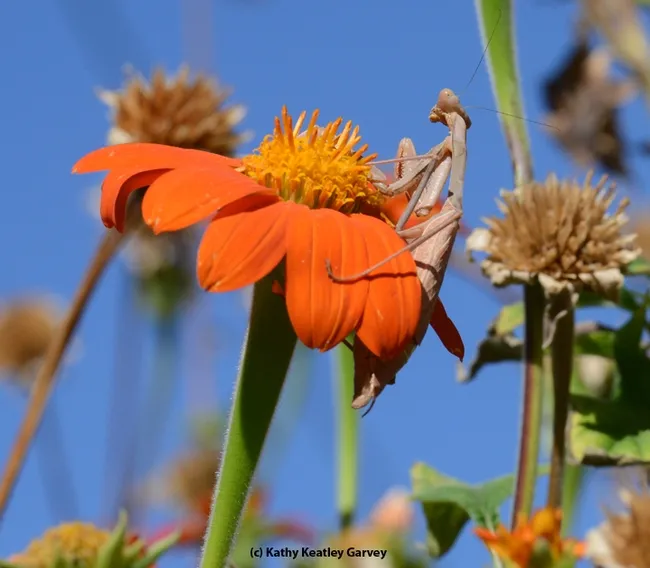 It's time to practice some more patience and persistence. (Photo by Kathy Keatley Garvey)