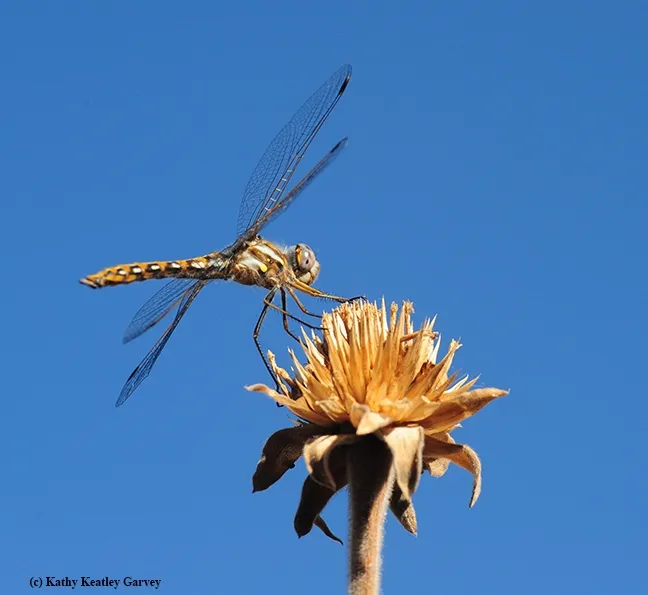 A young male meadowhawk dragonfly, Sympetrum corruptum, perches on a seed ball of Mexican sunflower (Tithonia). (Photo by Kathy Keatley Garvey)