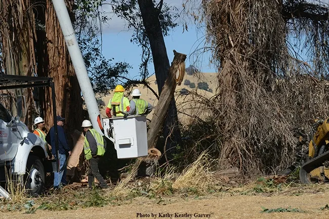 With part of the tree cut, the feral honey bee colony is ready to be saved. (Photo by Kathy Keatley Garvey)