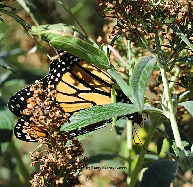 A gravid praying mantis, her abdomen bloated, grabs a migrating monarch nectaring on a butterfly bush. (Photo by Kathy Keatley Garvey)