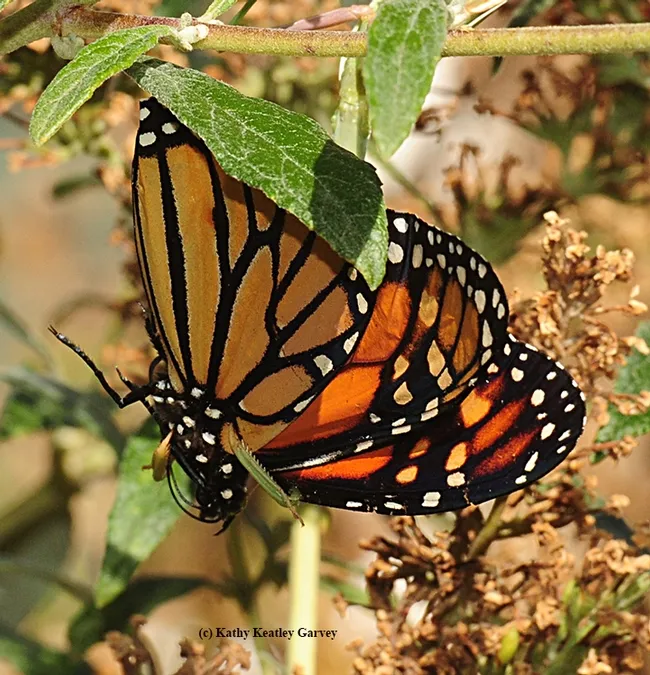 The spiked foreleg pierces a wing. (Photo by Kathy Keatley Garvey)