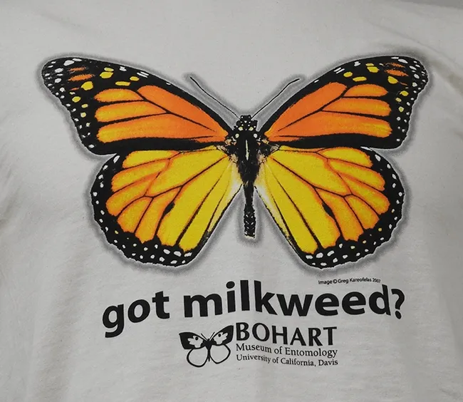 Monarch t-shirts at the Bohart Museum of Entomology ask the question: "Got milkweed?" Milkweed is the host plant of monarchs; monarchs lay their eggs only on milkweed and caterpillars eat only milkweed. (Photo by Kathy Keatley Garvey)