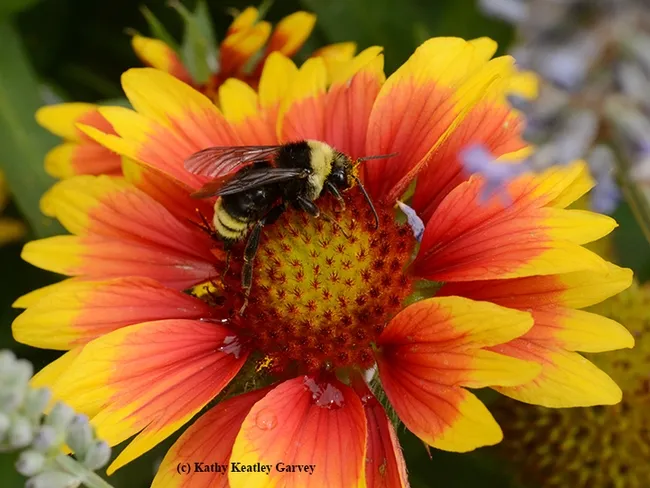 This is a native bumble bee, Bombus californicus, on blanketflower (Gaillardia). (Photo by Kathy Keatley Garvey)