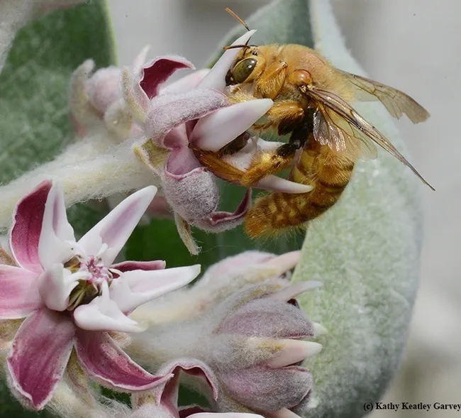 Often mistakenly "identified" as a "golden bumble bee," this is the male Valley carpenter bee, Xylocopa varipuncta, on flowering milkweed. (Photo by Kathy Keatley Garvey)