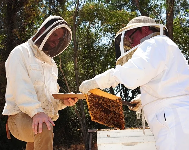 Charley Nye served as one of the proctors during the California Master Beekeeper Program testing. Here he proctors Cheryl Veretto, president of the Sonoma County Beekeepers' Association. (Photo by Kathy Keatley Garvey)
