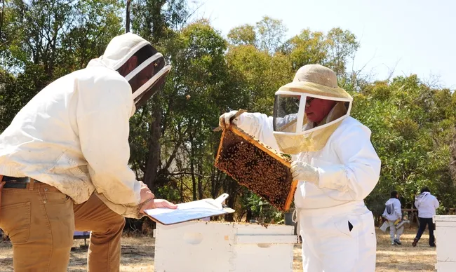 California Master Beekeeper Program examiner Charley Nye tests six-year beekeeper Cheryl Veretto, president of the Sonoma County Beekeepers' Association.  She is one of the 52 graduates of the CAMPB apprentice level. (Photo by Kathy Keatley Garvey)