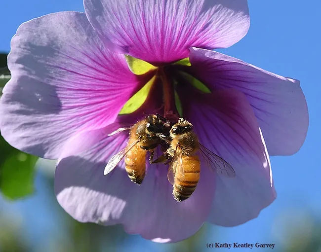 "Okay, let's share!" Two honey bees eye one another. (Photo by Kathy Keatley Garvey)