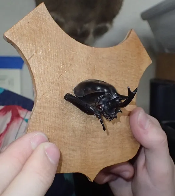 Close-up of the head of a mounted male rhino beetle. Bohart Museum associate Greg Kareofelas cut the board from Sika spruce, using the Shield pattern (used to mount game heads). (Photo by Kathy Keatley Garvey)