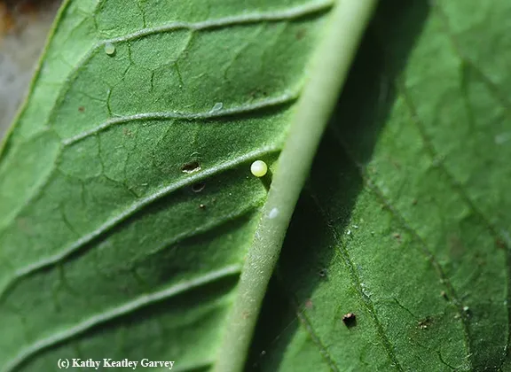 A tiny monarch egg. (Photo by Kathy Keatley Garvey)