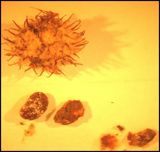 burclover atter 1 day in mulch pile centers