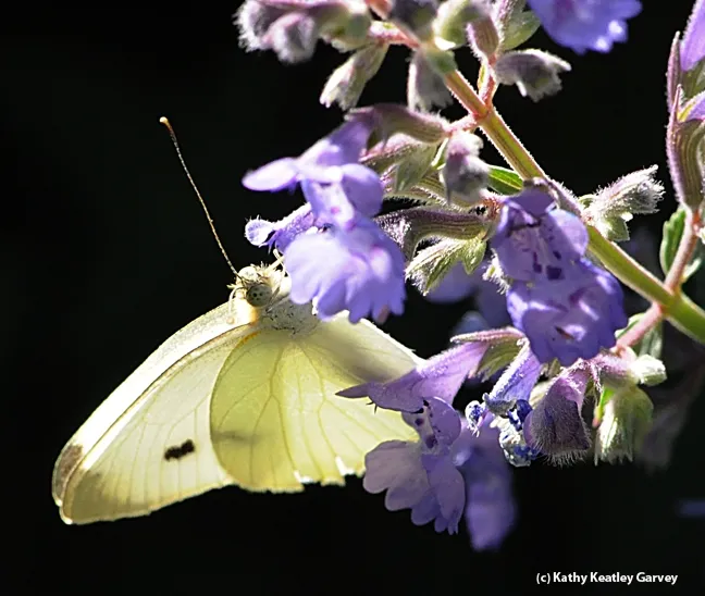 A cabbage white butterfly nectaring on catmint August. (Photo by Kathy Keatley Garvey)