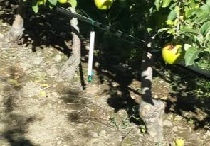 Figure 3a-b. Drip tubing (for microsprinklers) raised for mechanical weed control