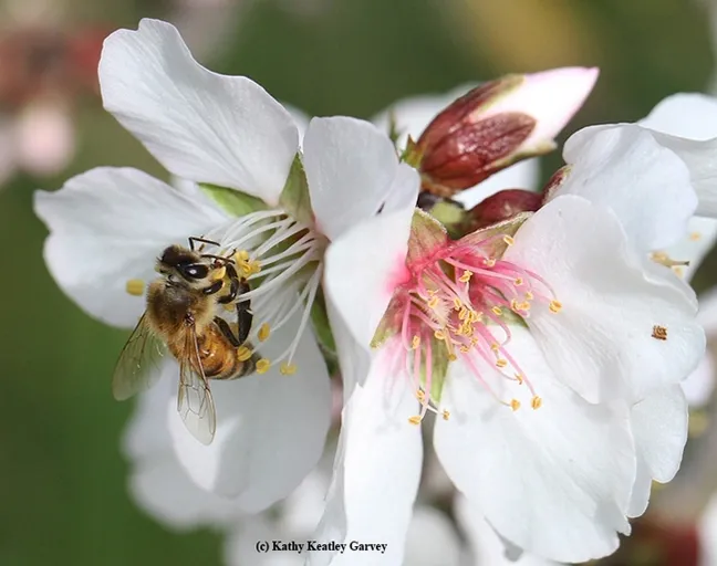 "A" is for almonds. A honey bee pollinating an almond blossom.  (Photo by Kathy Keatley Garvey)