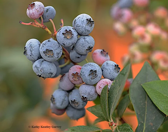 "B" is for blueberries. This is the result of bee pollination. (Photo by Kathy Keatley Garvey)