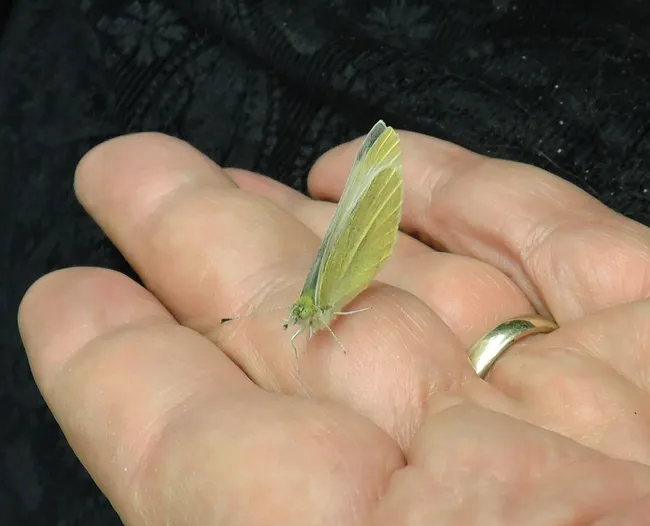 This is the first cabbage white butterfly of the year, found by the contest's sponsor Art Shapiro on the UC Davis campus. (Photo by Kathy Keatley Garvey)