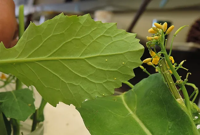These are the eggs of the cabbage white butterfly, being reared by Art Shapiro in his lab at UC Davis. (Photo by Kathy Keatley Garvey)