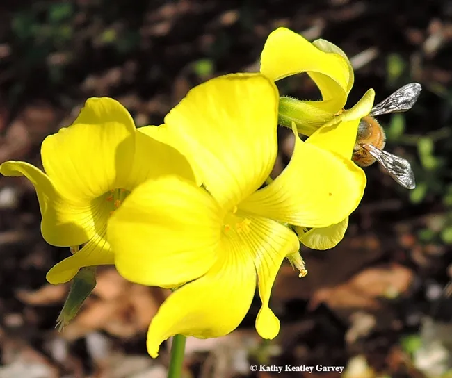 There she is! Silvery wings and all. (Photo by Kathy Keatley Garvey)