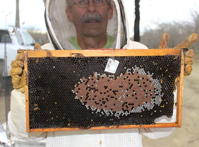 Research entomologist William Meikle of the Carl Hayden Bee Research Center, USDA-ARS, holding a frame which has a temperature sensor.