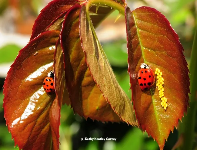 Matched pair: Two multicolored Asian beetles on rose leaves in Vacaville, Calif. (Photo by Kathy Keatley Garvey)