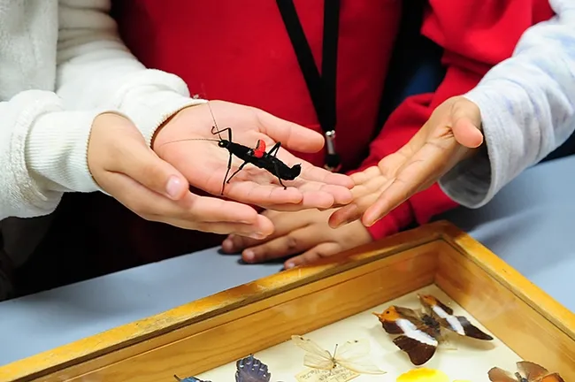 Visitors handling a black velvet walking stick with red wings at the Bohart Museum of Entomology, UC Davis. (Photo by Kathy Keatley Garvey)