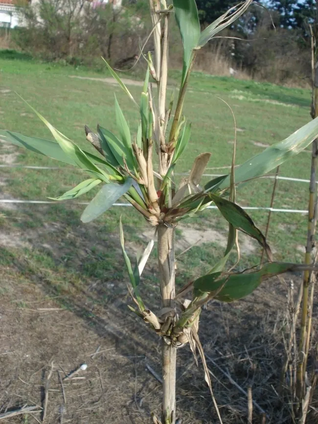 Arundo damaged by armored scale