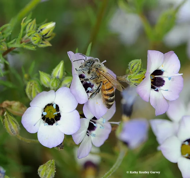 A honey bee, dusted with blue pollen, forages on a bird's eye, Gilia tricolor. This photo was taken in April 2010, when all was not right in the bee world. It still isn't. (Photo by Kathy Keatley Garvey)