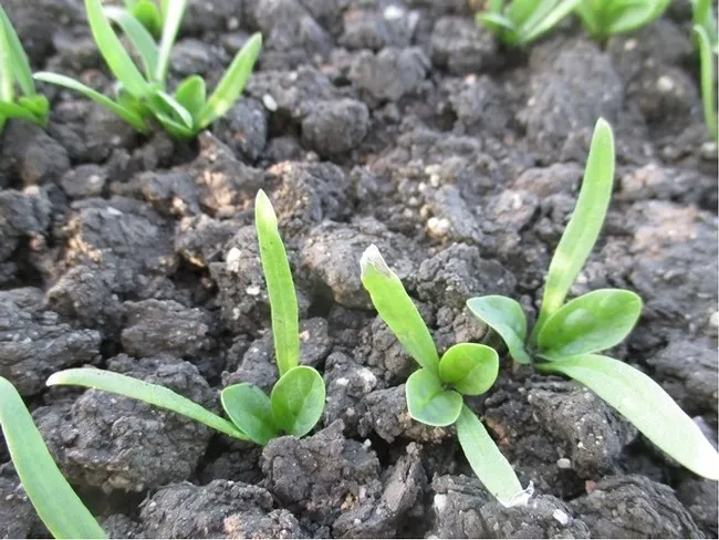 Photo 1. 2.0 pints/A Spin-Aid morning application (note burn on tips of cotyledons)