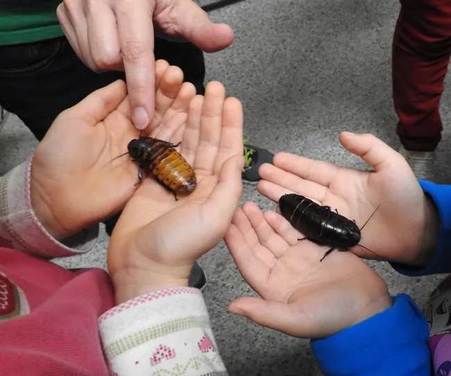 Madagascar hissing cockroaches, aka "hissers," are popular at the Bohart Museum of Entomology. (Photo by Kathy Keatley Garvey)