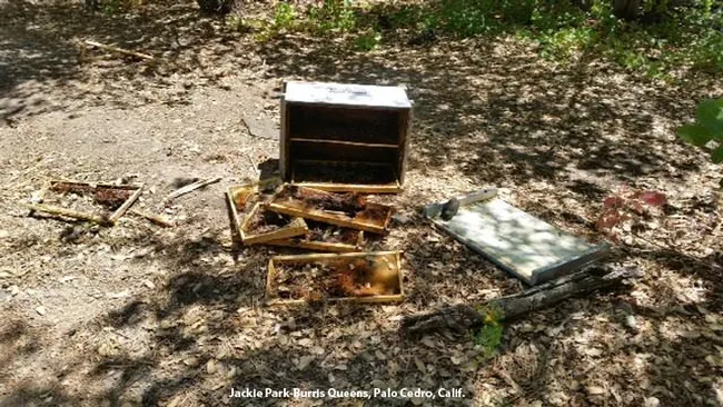This is what bear damage to a hive looks like.  This photo was provided by Jackie Park-Burris of Palo Cedro, who owns Jackie Park-Burris Queens. (Photo courtesy of Jackie-Park Burris)