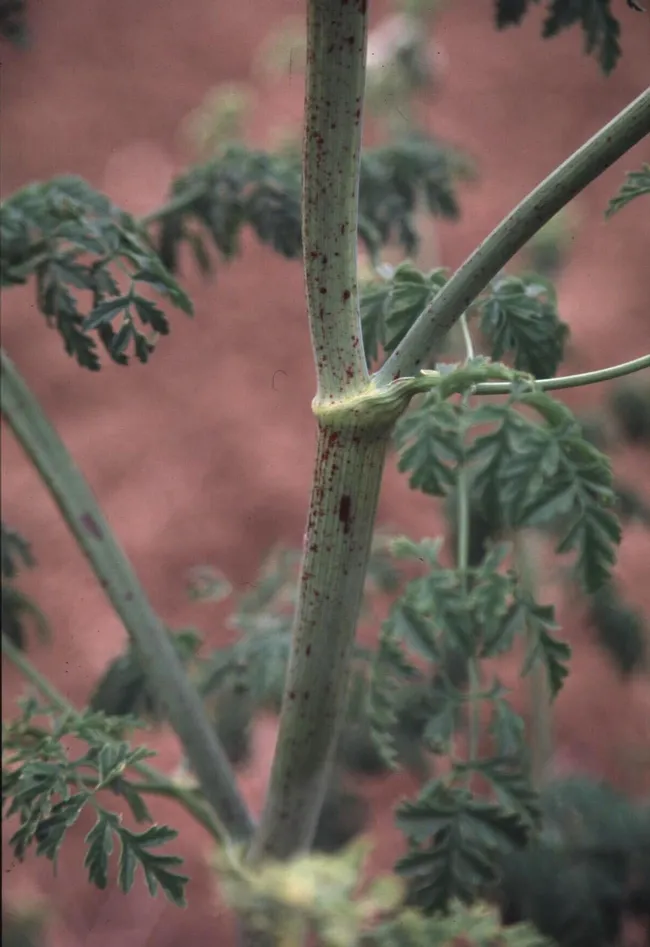 Poison hemlock stem showing purple spots. Photo by Joe.