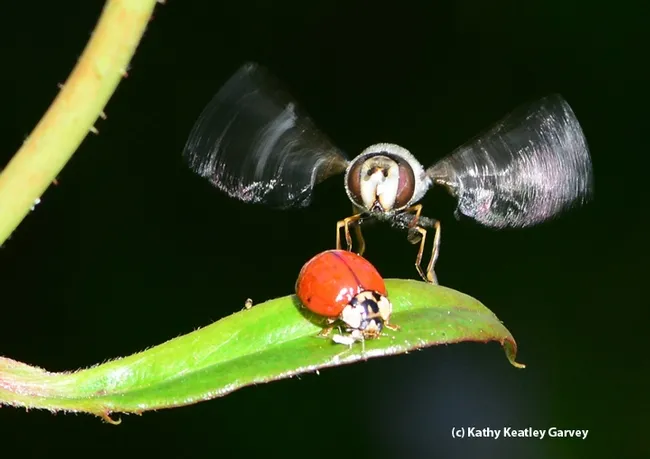 Touchdown! The large syrphid fly, Scaeva pyrastri, lands next to the lady beetle.(Photo by Kathy Keatley Garvey)